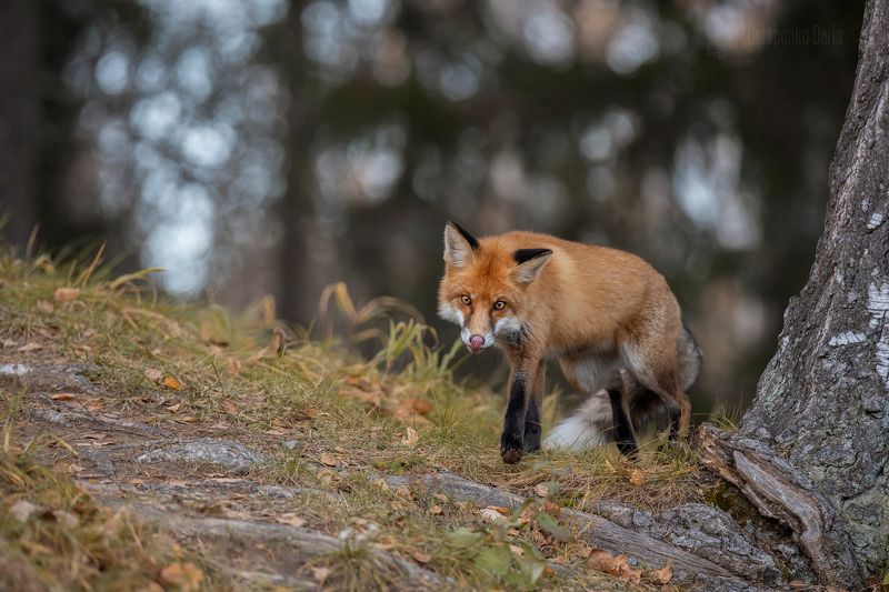 лиса, Плутовкаphoto preview