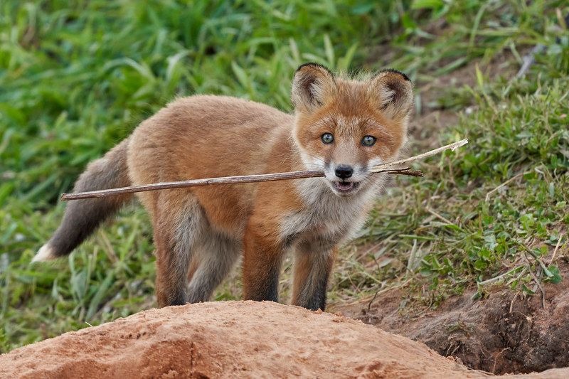 Лисенок (Лен.обл., Гатчинский р-н, май 2022)photo preview
