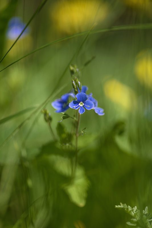 ✿⊱╮ photo preview