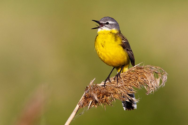 жёлтая трясогузкаphoto preview