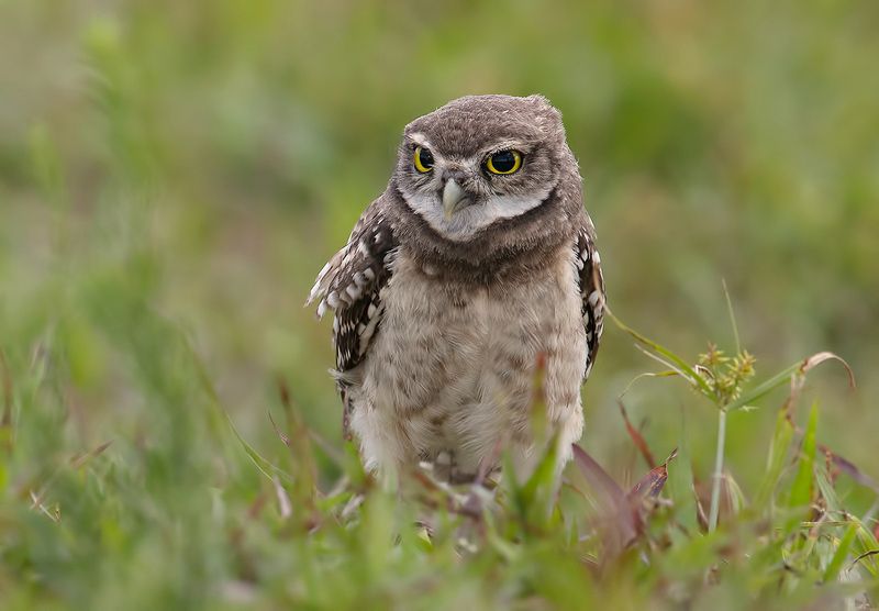 кроличий сыч, florida, burrowing owl, owl, флорида,сыч Молодой сыч - Burrowing Owlphoto preview