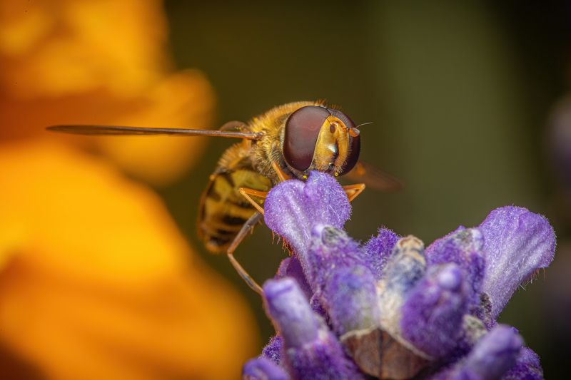 hoverfly, macro, insect, fauna, flora, nature Busyphoto preview