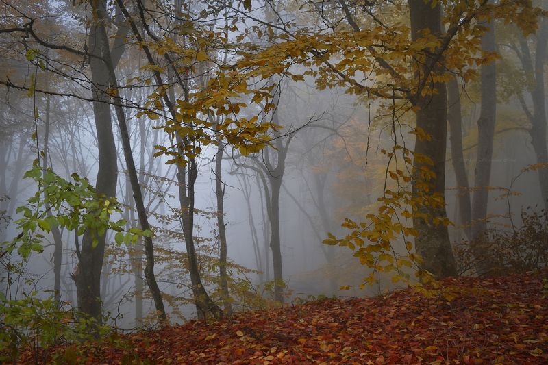 Вспоминая осень...photo preview