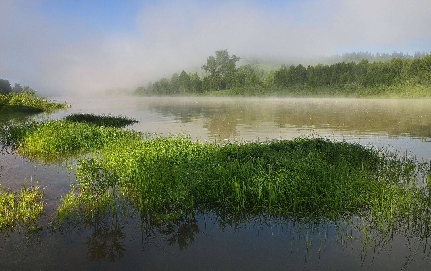 Июньское утро на реке Кондома. Автор: Холзаков Вячеслав россия, сибирь, кузбасс, таштагольский район, река кондома, лето, утро, туман, травы, деревья, лес, Холзаков Вячеслав