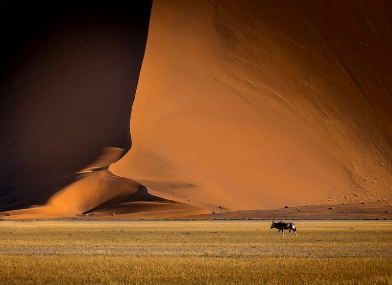 намибия, нд, соссусфлей, орикс, дюна, намиб, пустыня, sand, desert, namibia, sossusvlei, namib, dunes, africa, африка, песок, намибия 2021 Орикс и Дюнаphoto preview