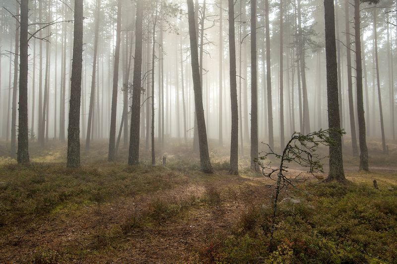 туман,ладога Ладожский туман.photo preview