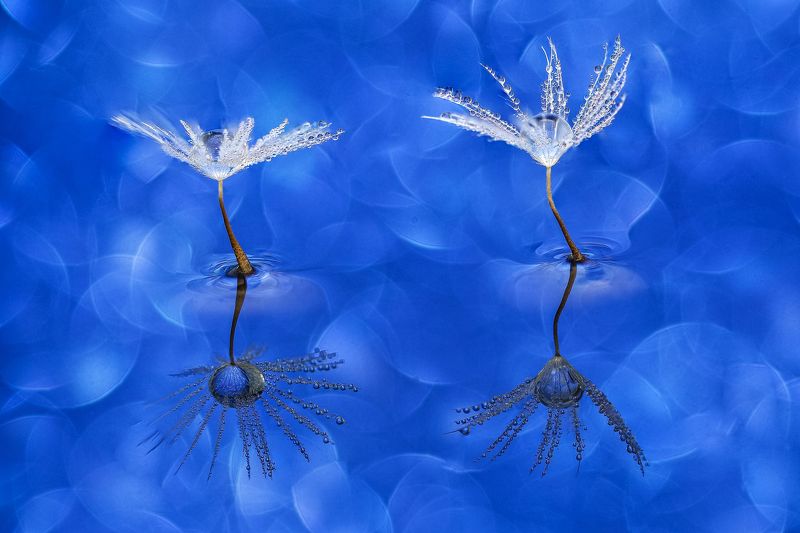 WATER. LITTLE SYMPHONY Iphoto preview