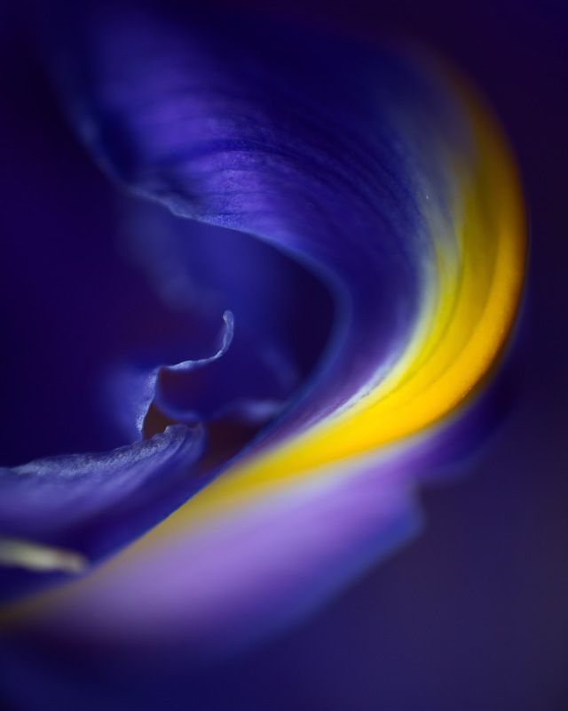 ирис , абстракция , цветок , макро, природа Ирисphoto preview