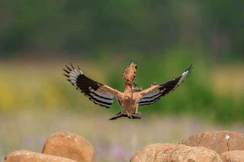 Eurasian hoopoe (Upupa epops​)...photo preview