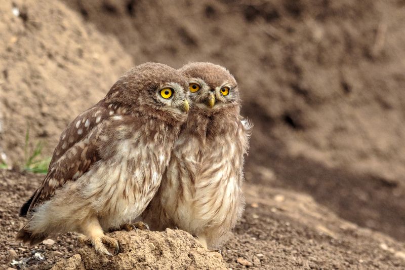 athene noctua plumipes , owl Athene noctua plumipesphoto preview