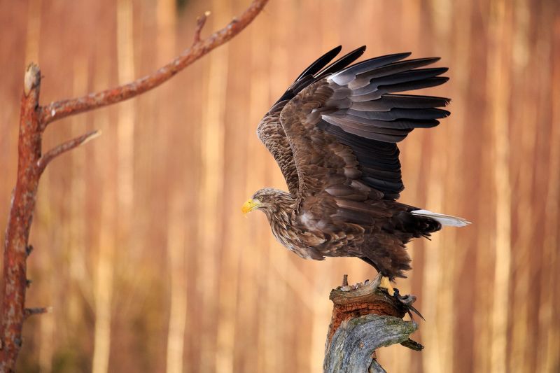 Иду на взлет)photo preview