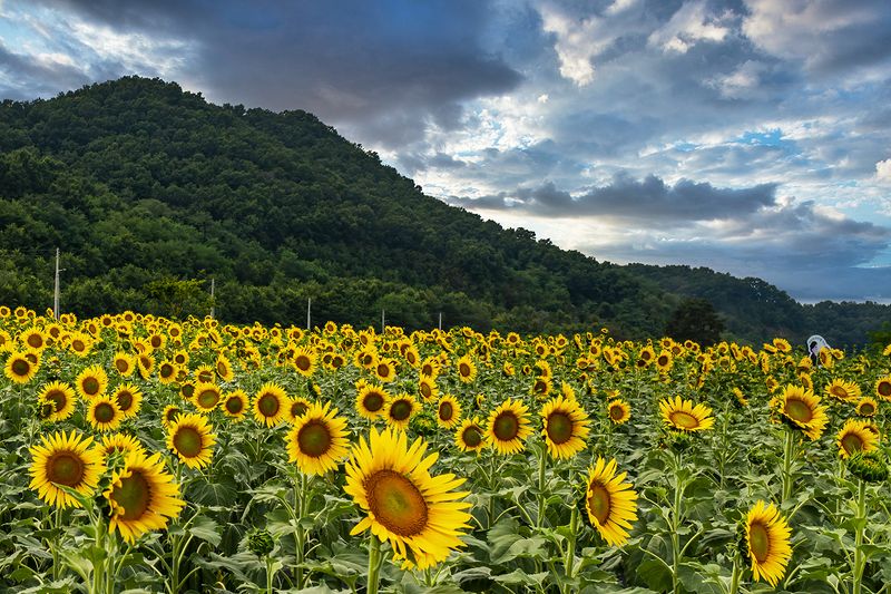 Sun Flowersphoto preview