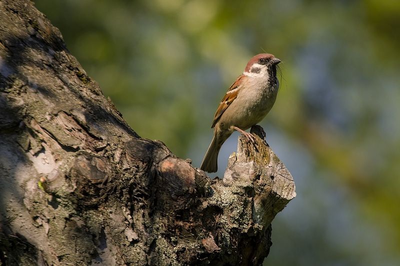 воробей, птицы, birds, wildlife, sparrow Сам с усамиphoto preview