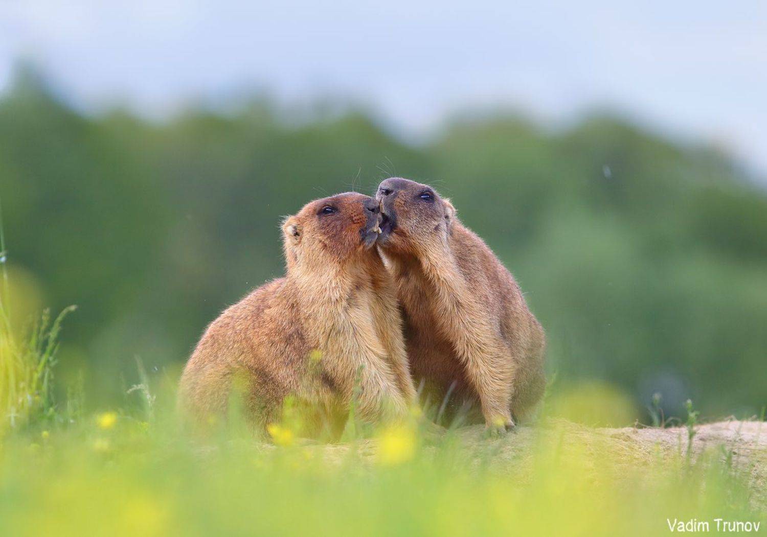 Игривые сурки. Автор: Вадим Трунов сурок, байбак, marmot, Вадим Трунов