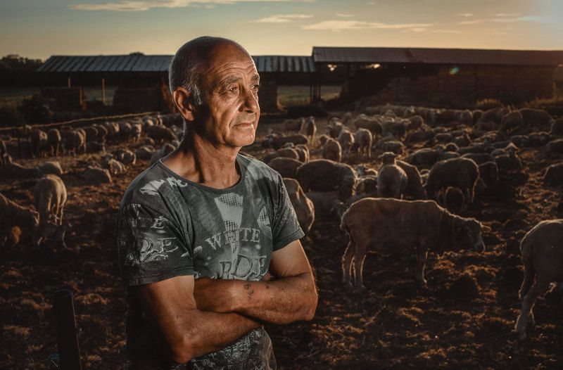 The head of the sheepphoto preview