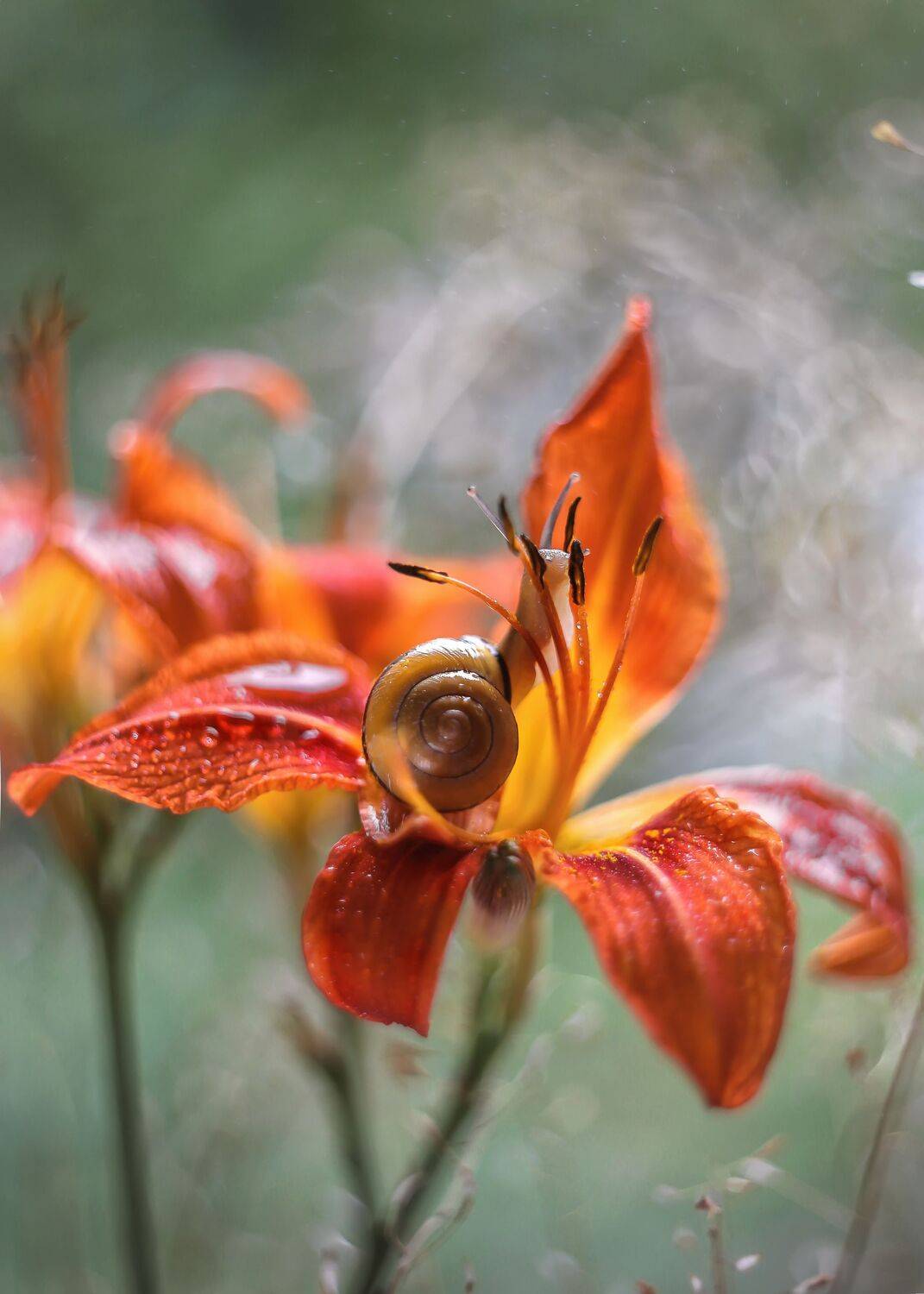 Ивана Купала. Автор: Горюкина Ирина краски лета,гелиос 44 ,улитка, лилия, Горюкина Ирина