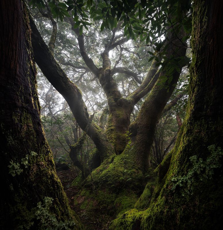 Landscape forest tree green mood fog misty canary laurisilva tenerife spain The King of the Anagaphoto preview