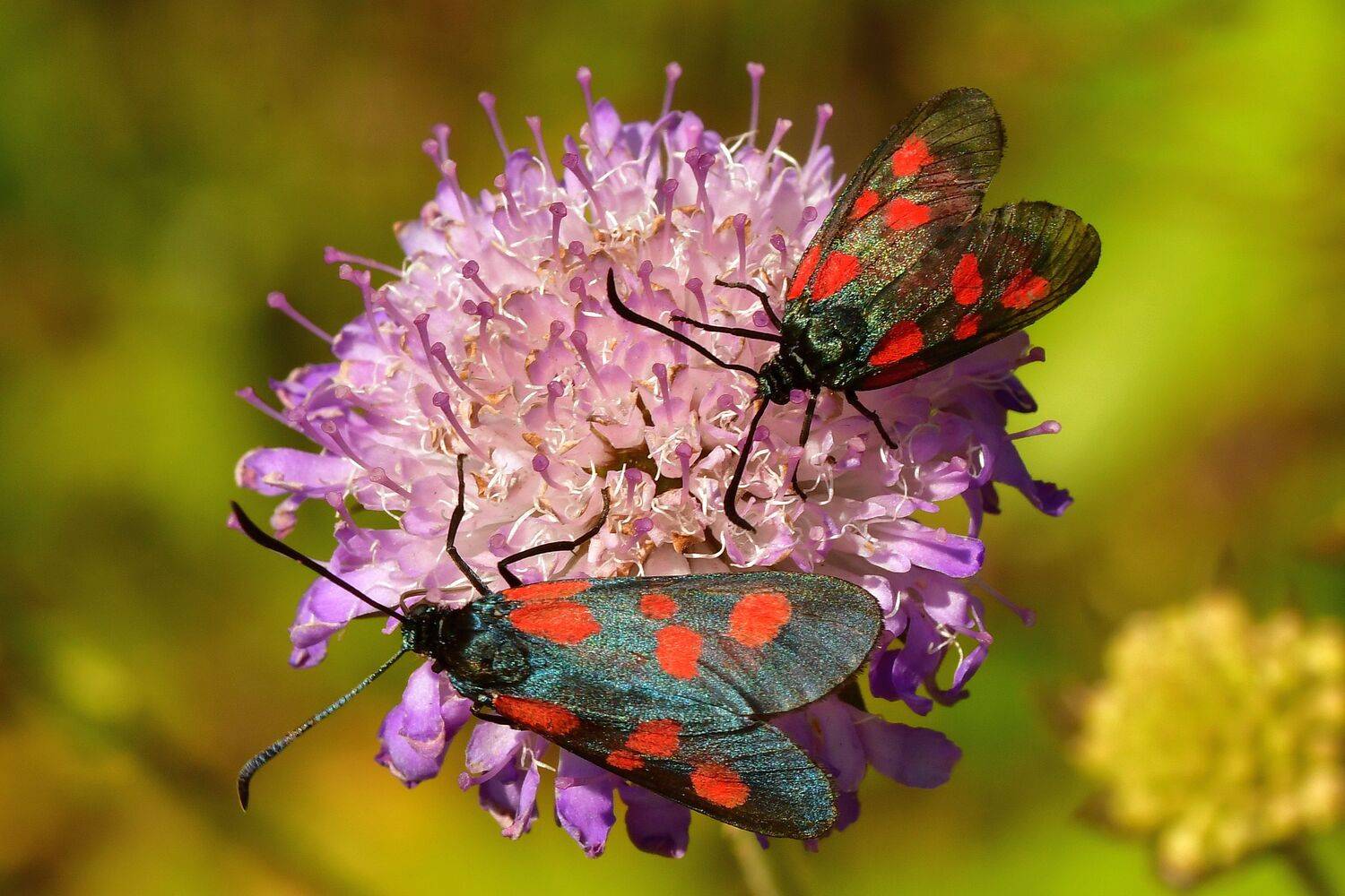 Пестрянки... Автор: Корнейчук Игорь , Корнейчук Игорь