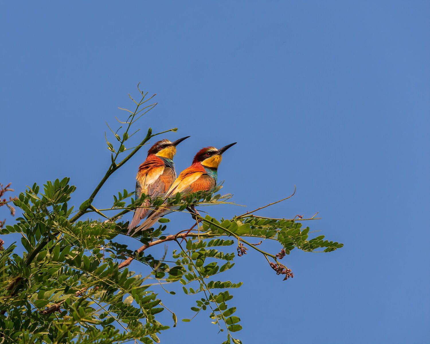 Лето на двоих. Автор: Алексей Рыльский щурки, золотистые, Алексей Рыльский