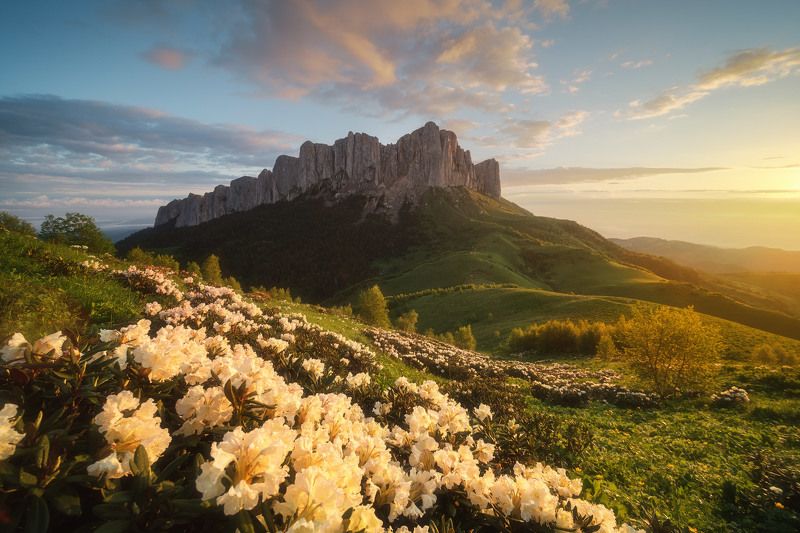 россия, адыгея, кавказ, большой тхач, природный парк, горы, хребет, цветы, рододендрон, лето, рассвет, природа, пейзаж Цветущий Кавказphoto preview