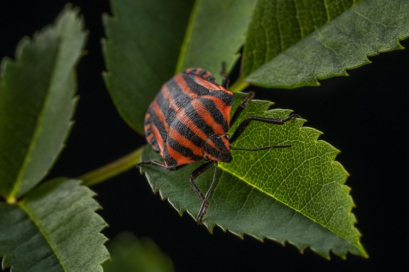 щитник, клоп, графозома, жук, насекомое, макро, фауна Графозома полосатаяphoto preview