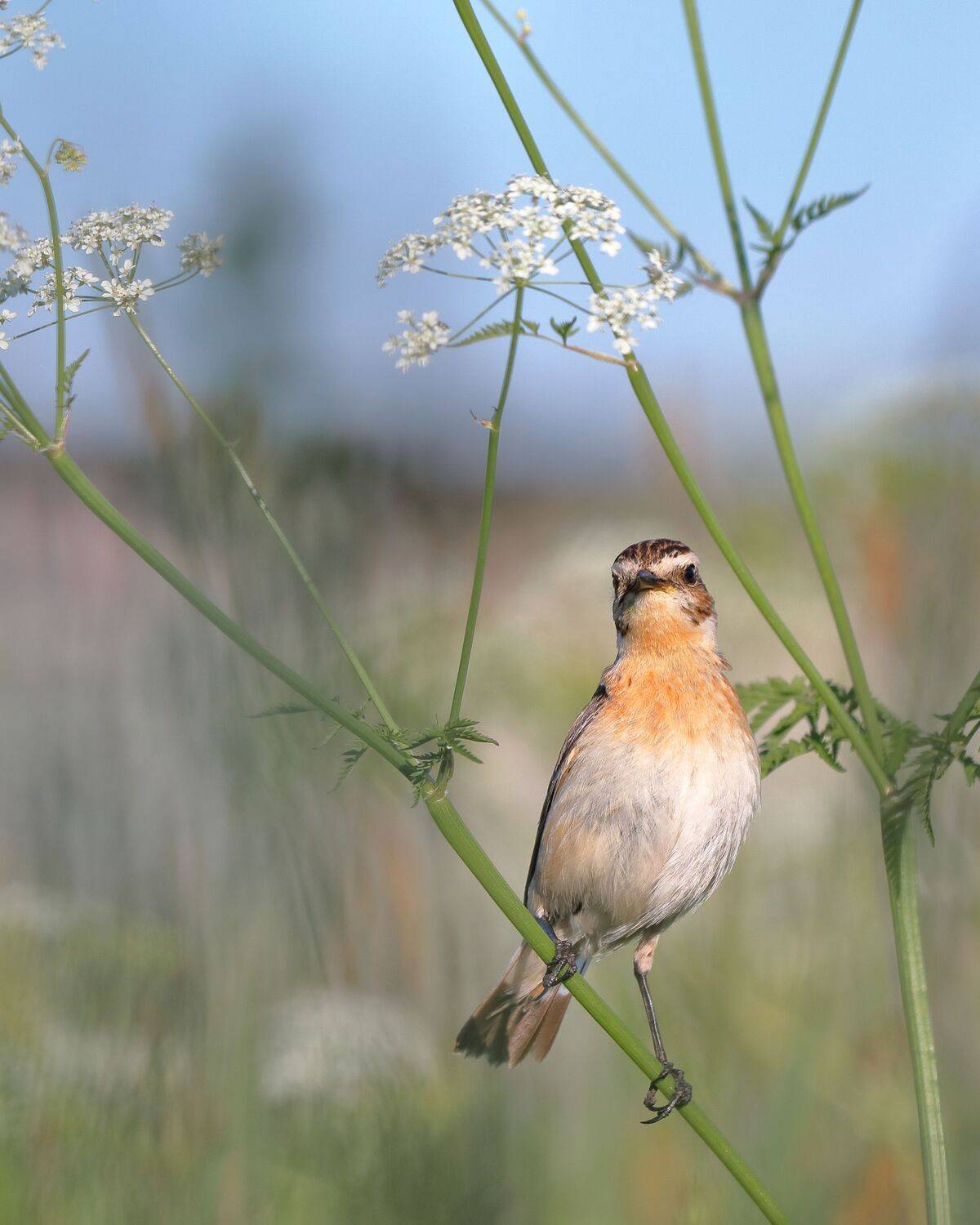 Луговой чекан. Автор: Титов Александр , Титов Александр