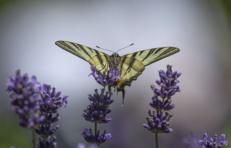 Махаон лаванда Аромат лавандыphoto preview