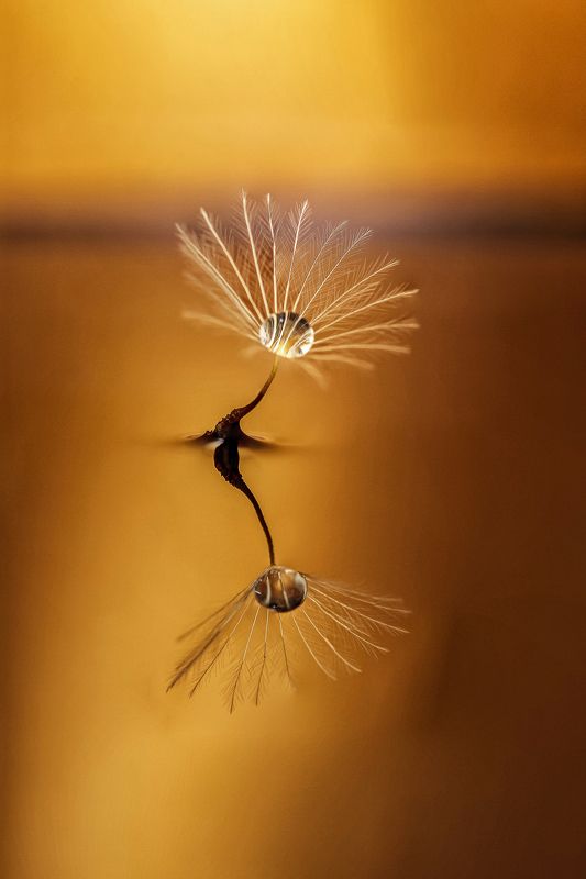 WATER, DROPS,  LITTLE SYMPHONY Vphoto preview