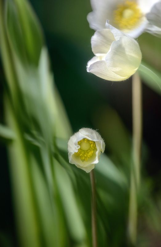 Шёпотphoto preview