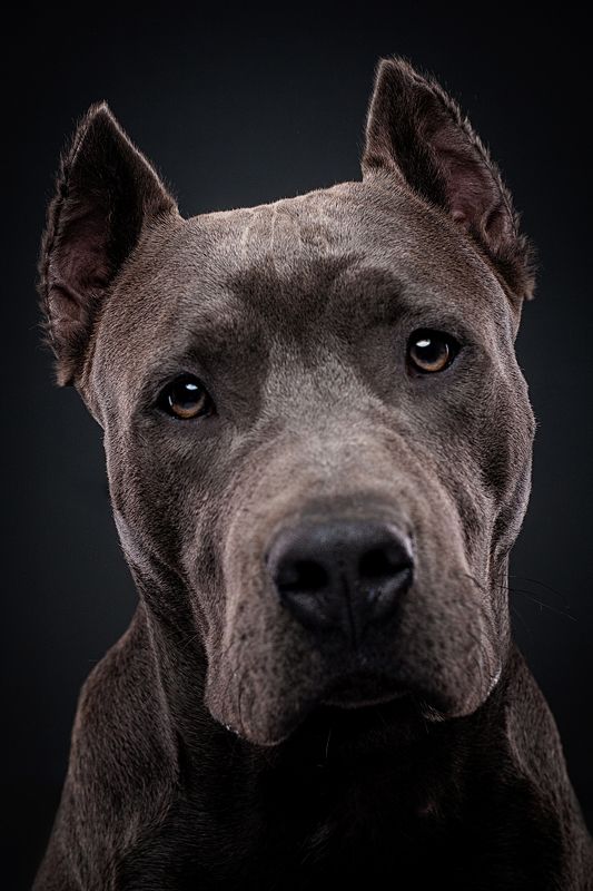 собака, портрет, стаф Бучphoto preview