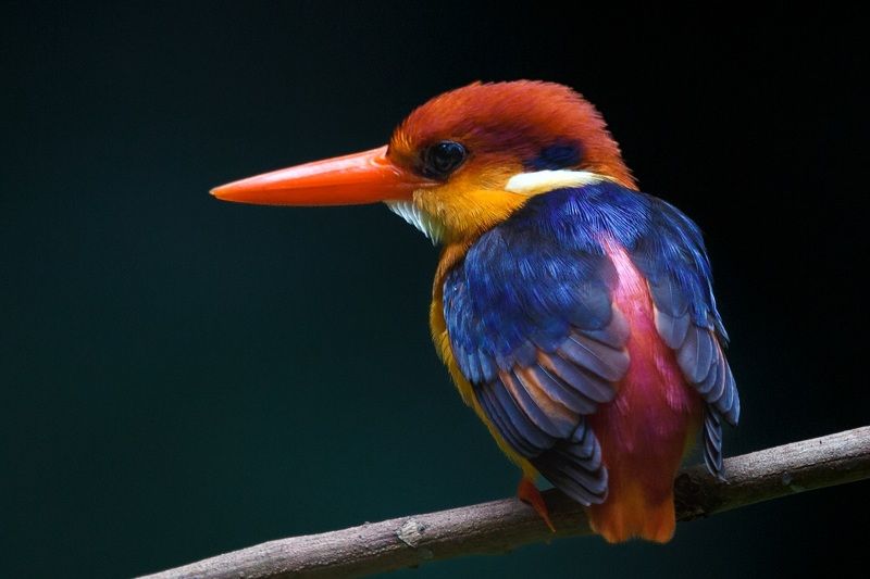 ceyx erithaca Ceyx erithacaphoto preview