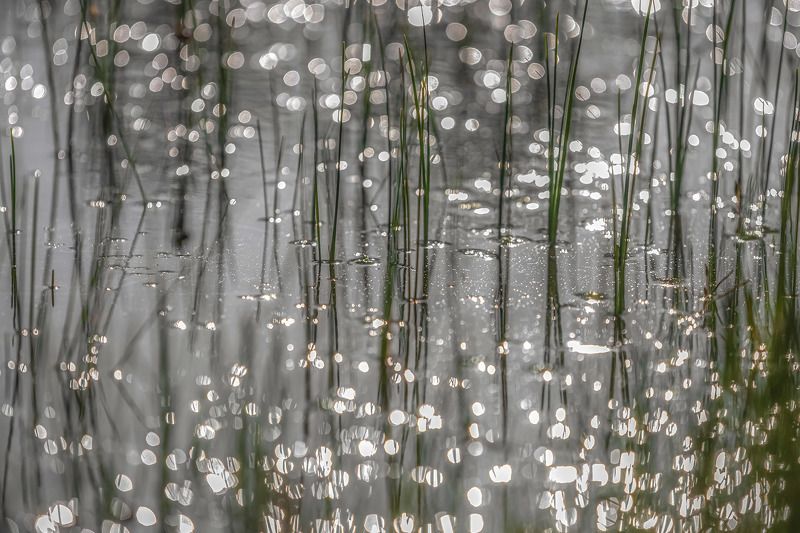 болото, вода, блики Болотная рапсодияphoto preview