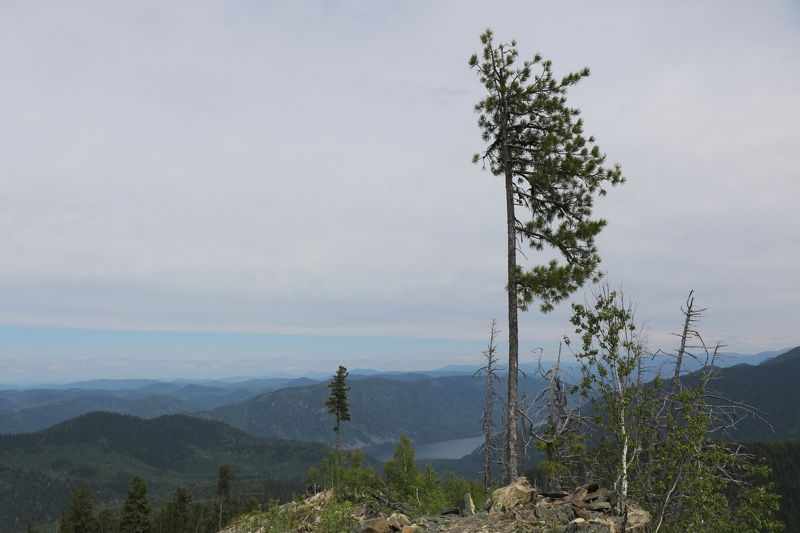 природа,горы,алтай,деревья,даль Хрупкая природа.photo preview