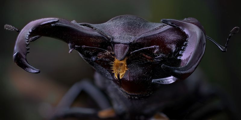 lucanus cervus, жук олень Грузо подъемникphoto preview