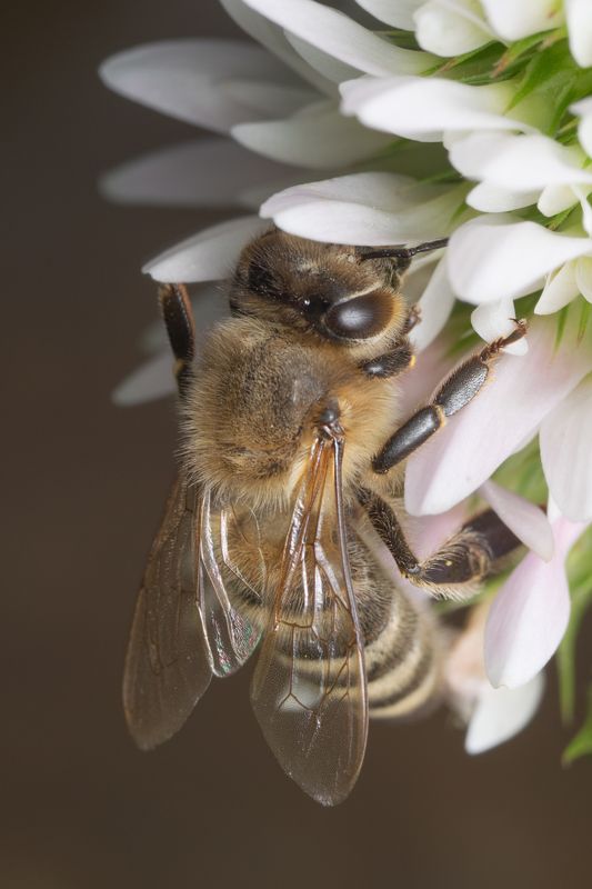 вега11у,макро,пчела,ставрополь photo preview