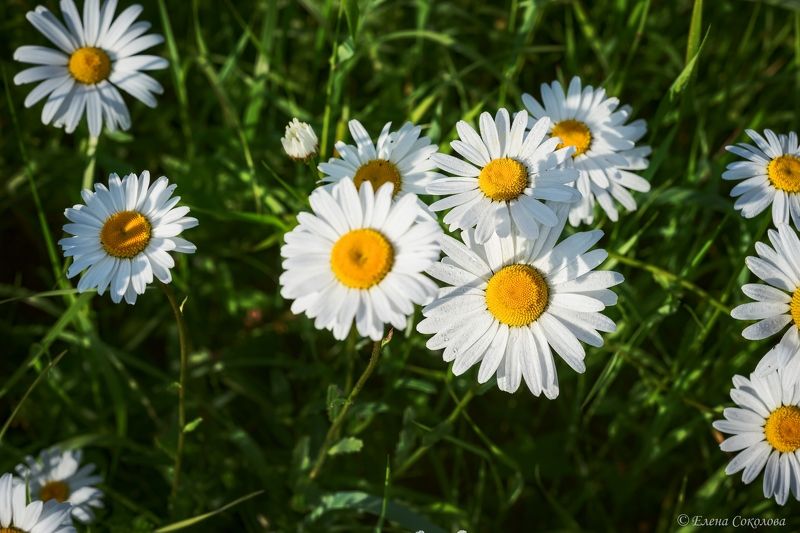 ромашки, нивяник, цветы, пейзаж, лето Ромашковый лугphoto preview