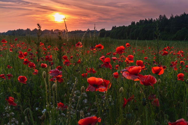 павы, псков Макиphoto preview