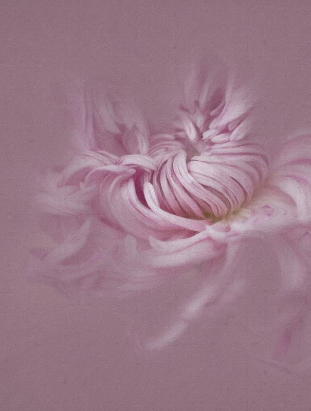 хризантема , цветы , макро , природа В ритме танцаphoto preview