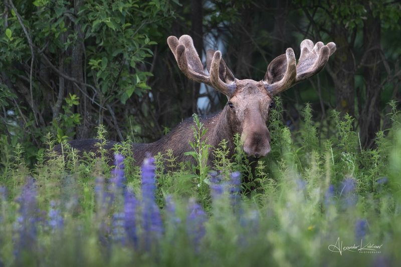 животные, лето, лось, люпины, рога Мохнорогийphoto preview