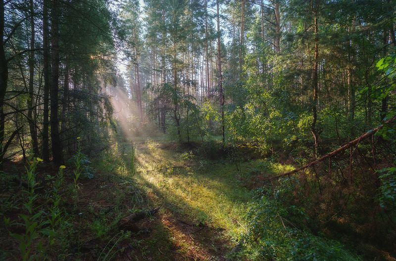 Утренний лесphoto preview