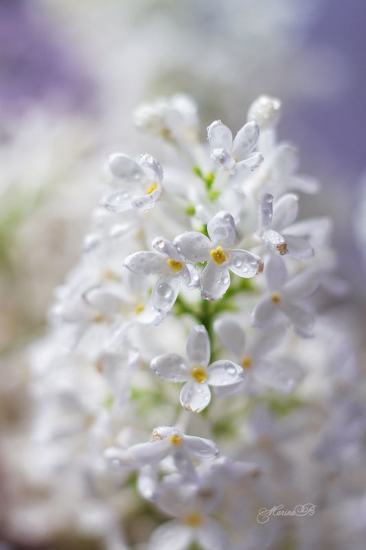 сирень, весна, капли, цветы Нежно цветёт сирень...photo preview