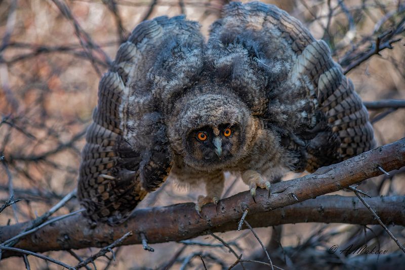 Птенец ушастой совыphoto preview