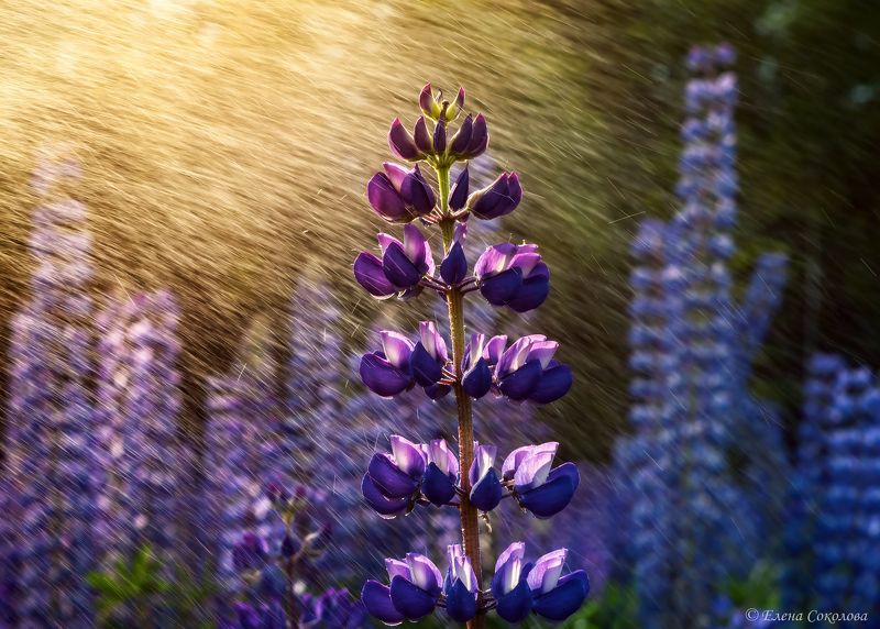 люпин, цветы, лето, луг, пейзаж Люпинphoto preview