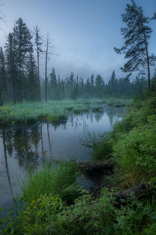 урал туман болото лес лето вода Приют Водяногоphoto preview