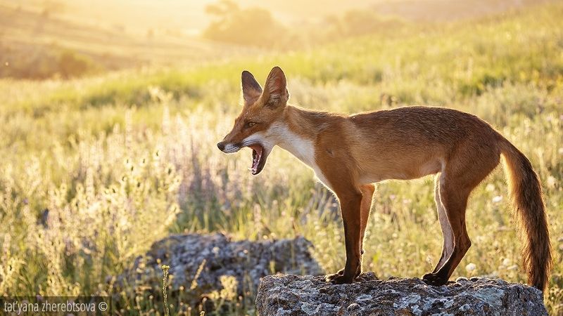 Лиса на закате..photo preview
