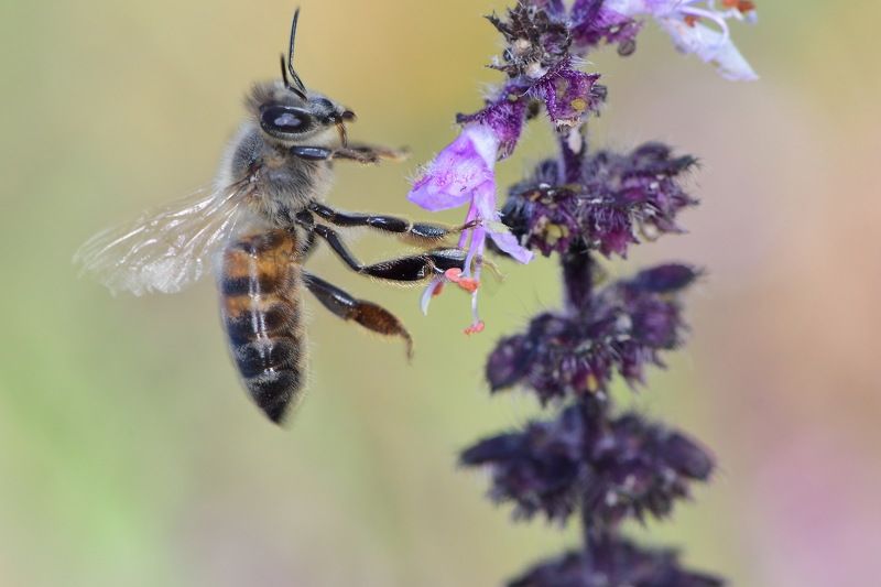 abelha, denis moura, mogi das cruzes, brasil, bee Abelhaphoto preview
