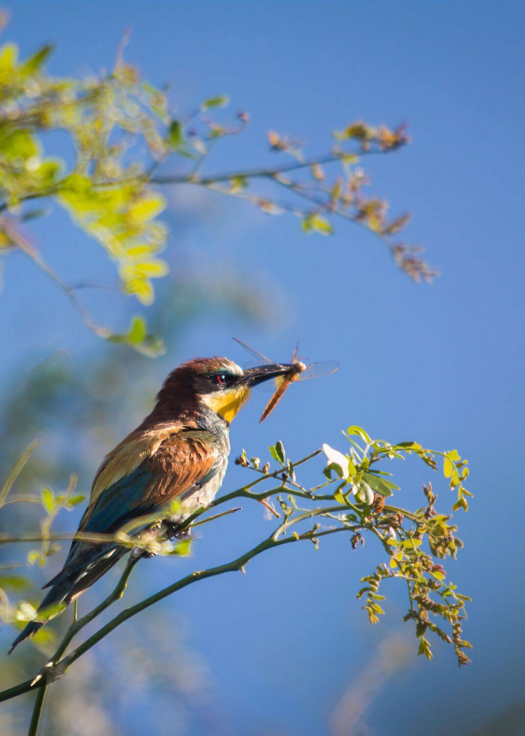 Лето золотистой щурки. Автор: Алексей Рыльский золотистая щурка, Алексей Рыльский