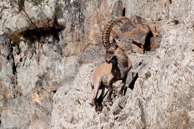 сибирский горный козел, козерог Горный козликphoto preview