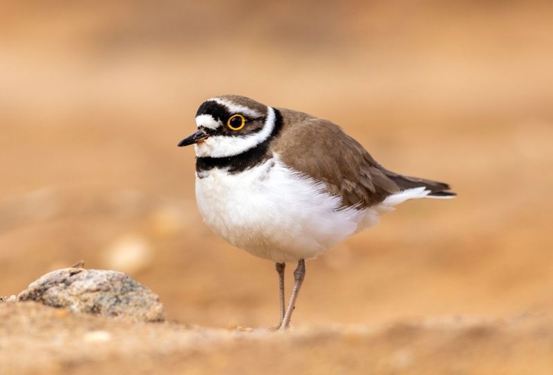 малый зуек, кулик, птица, фотоохота, birds Малый зуекphoto preview