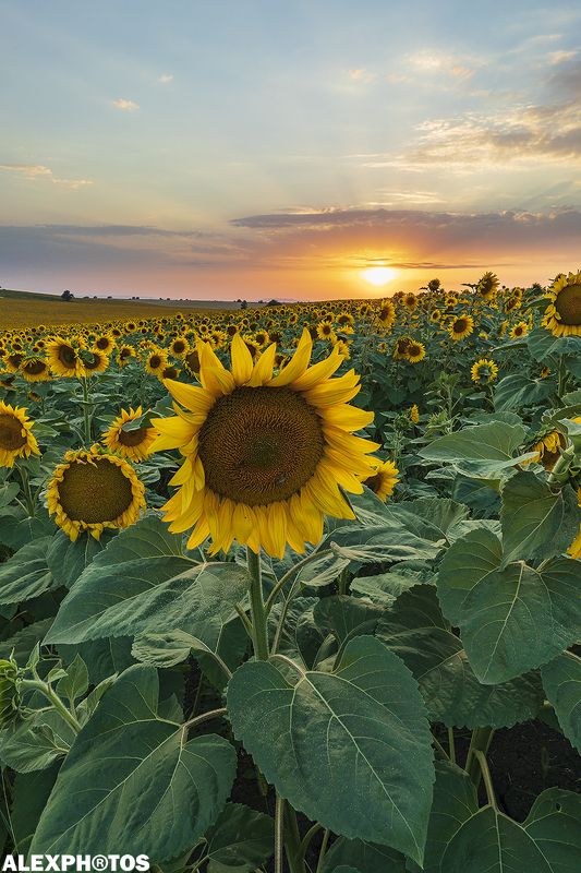 Солнечный закатphoto preview